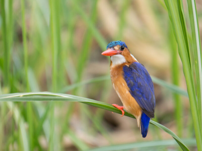 Birding Safari: Kenya, Uganda and Tanzania Combined