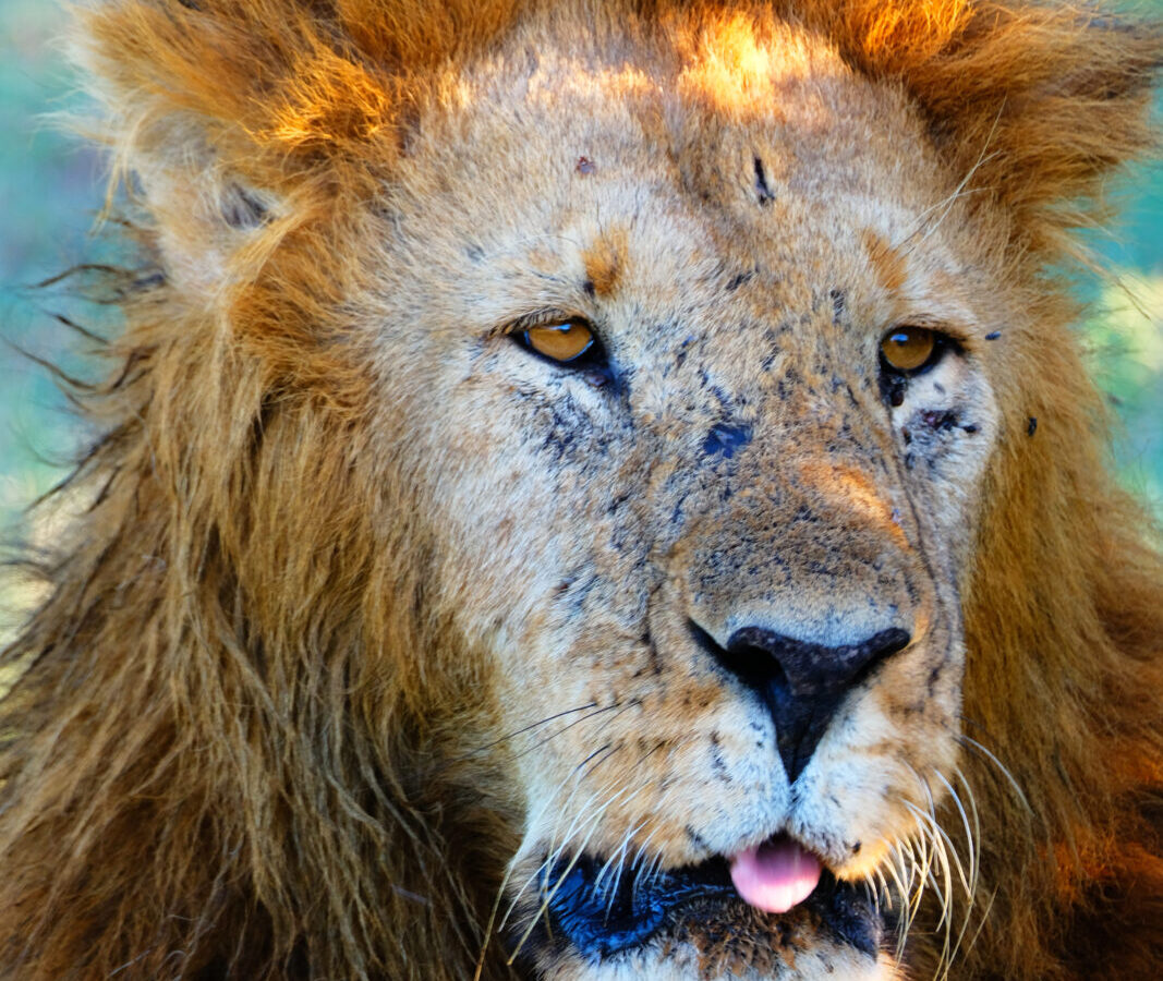 10-Day Kenya Conservancies Safari: Mara North, Naboisho and Olare