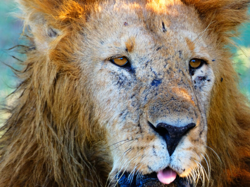 10-Day Kenya Conservancies Safari: Mara North, Naboisho and Olare