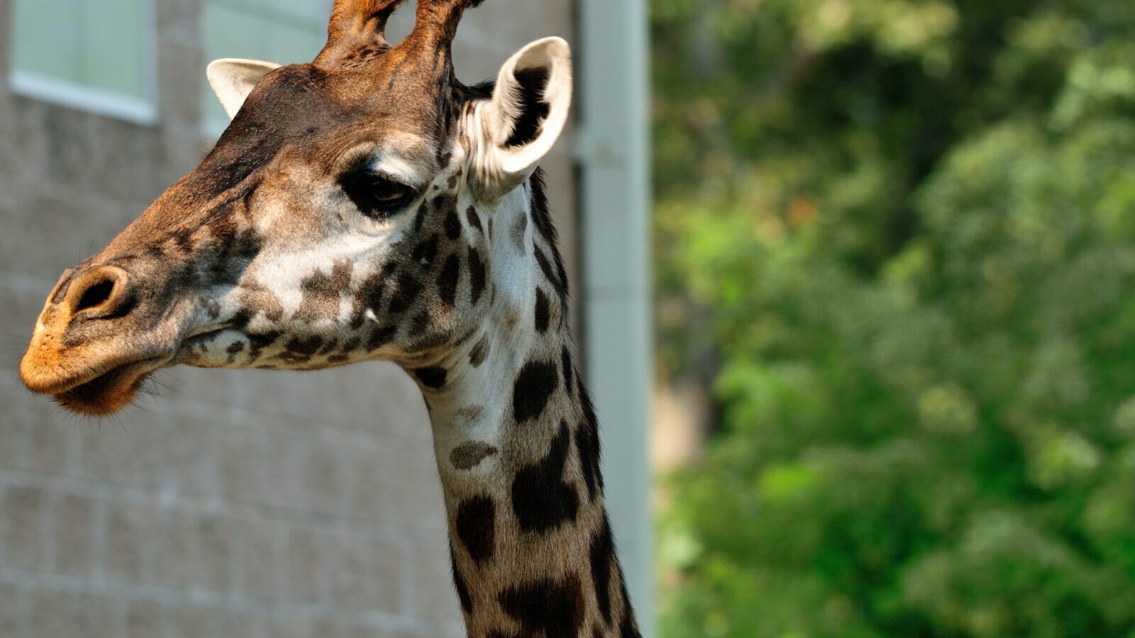 15-Day East Africa Grand Safari: Uganda, Rwanda, Kenya and Tanzania
