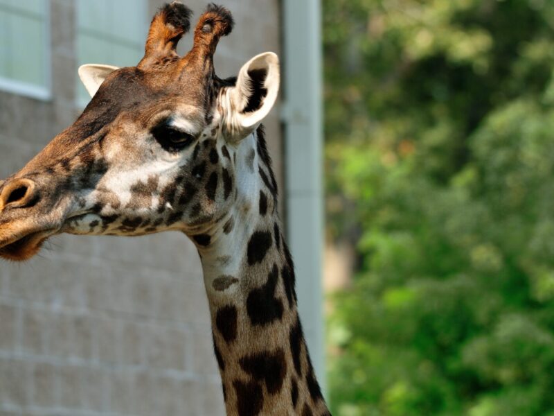 15-Day East Africa Grand Safari: Uganda, Rwanda, Kenya and Tanzania
