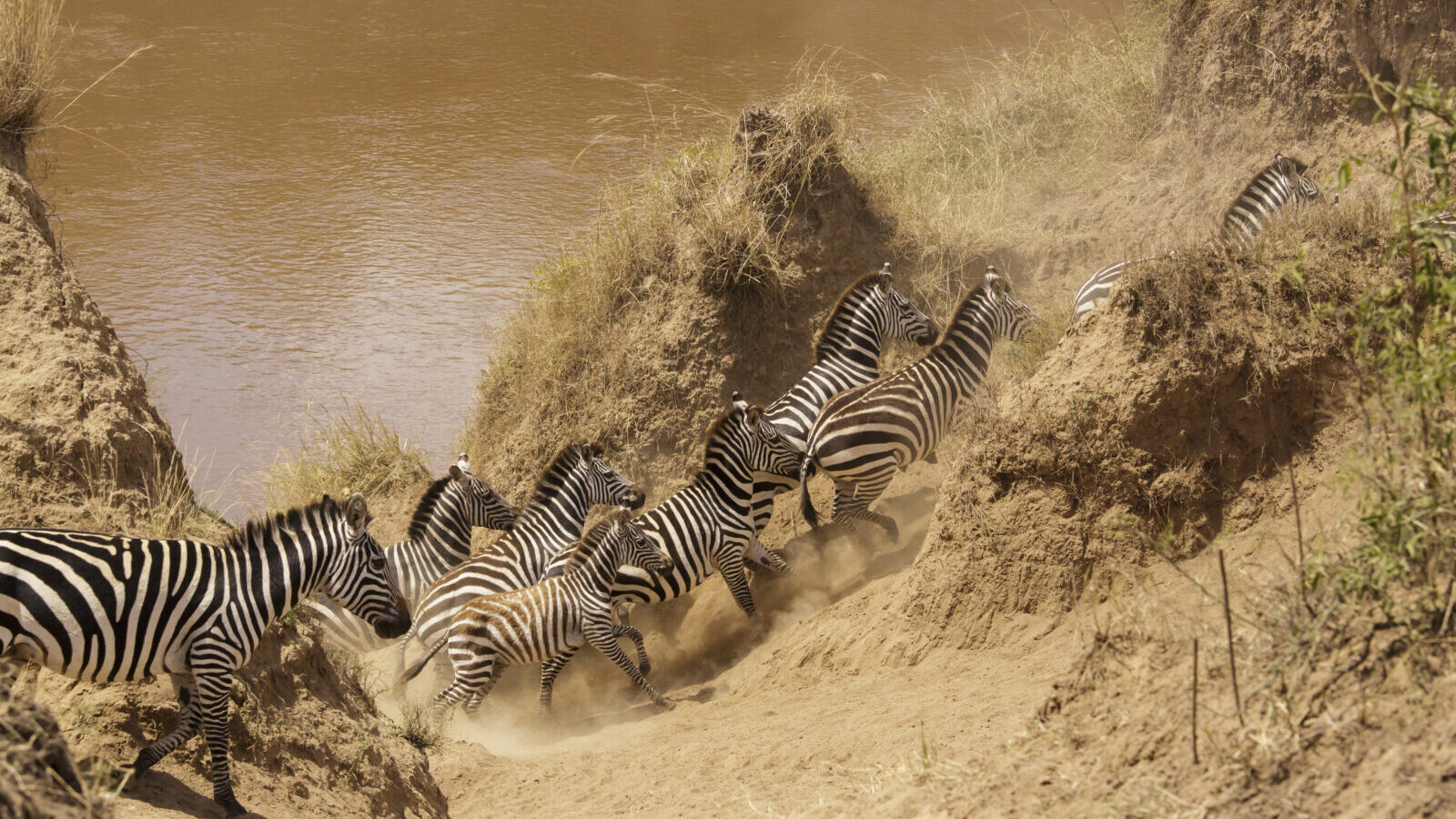 Kenya Migration Season Safari: Best of the Mara River Crossings