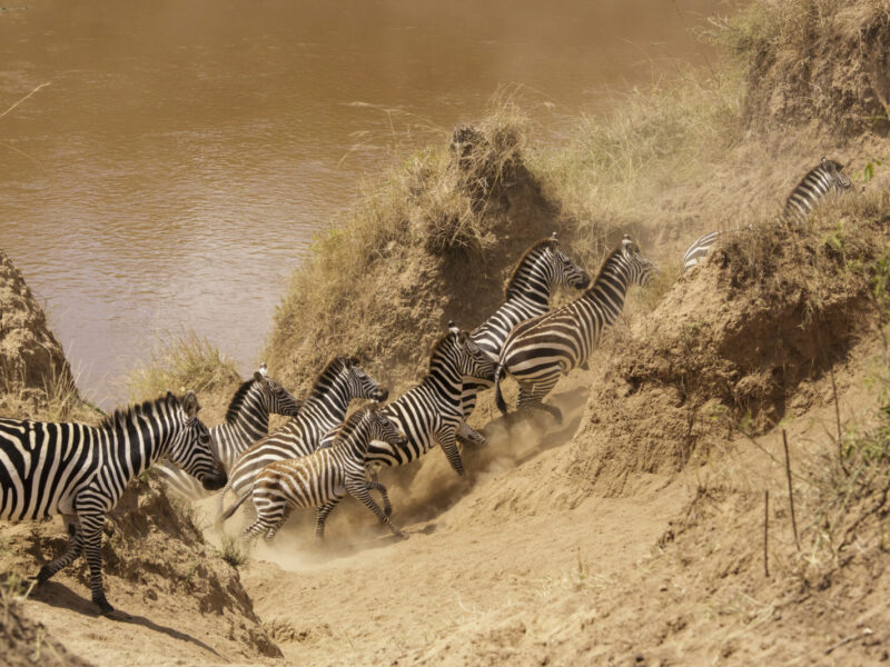 Kenya Migration Season Safari: Best of the Mara River Crossings