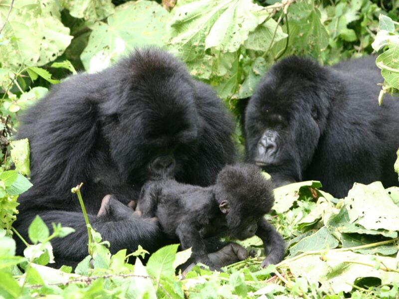 The East African Highlands Safari: Volcanoes to Craters