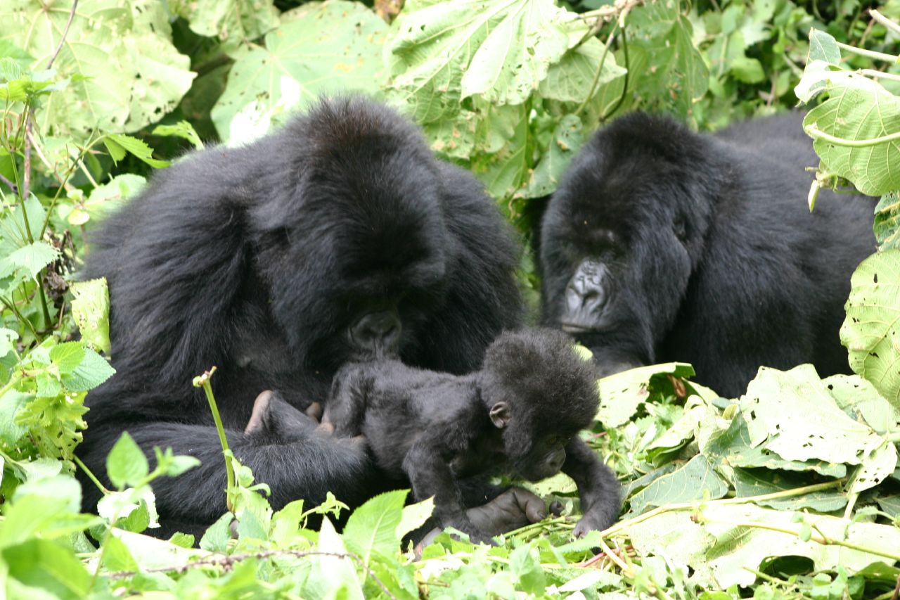 The East African Highlands Safari: Volcanoes to Craters