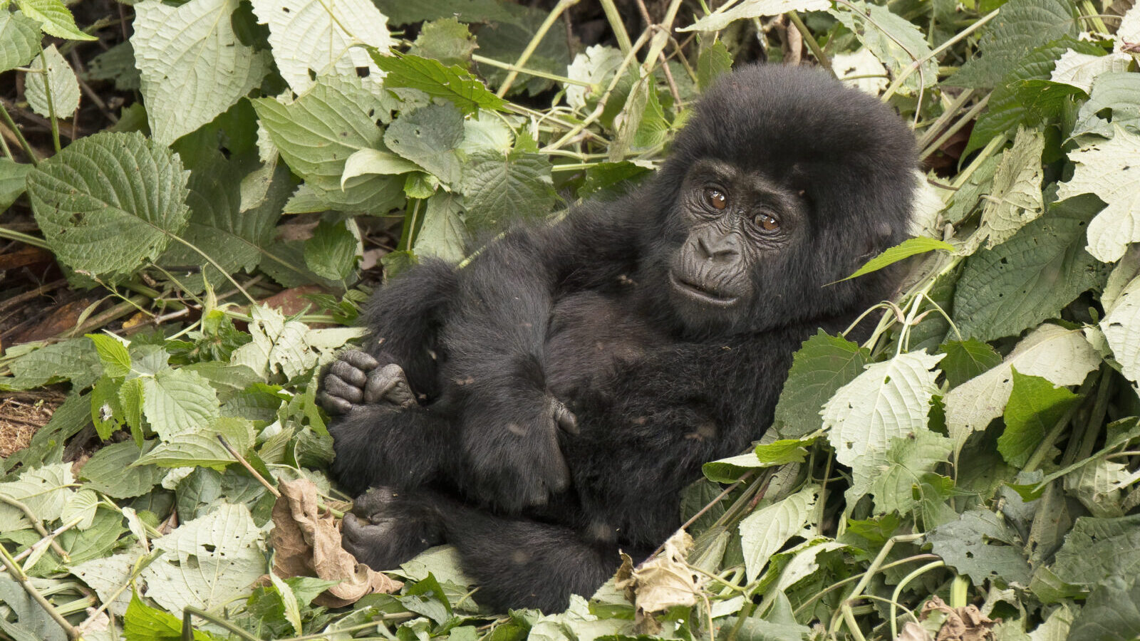 10-Day East Africa Grand Safari: Uganda, Rwanda, Kenya and Tanzania