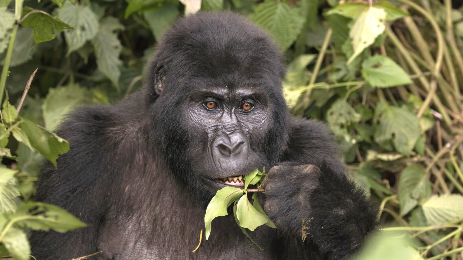 Uganda and Rwanda Combined Gorilla Trekking Safari