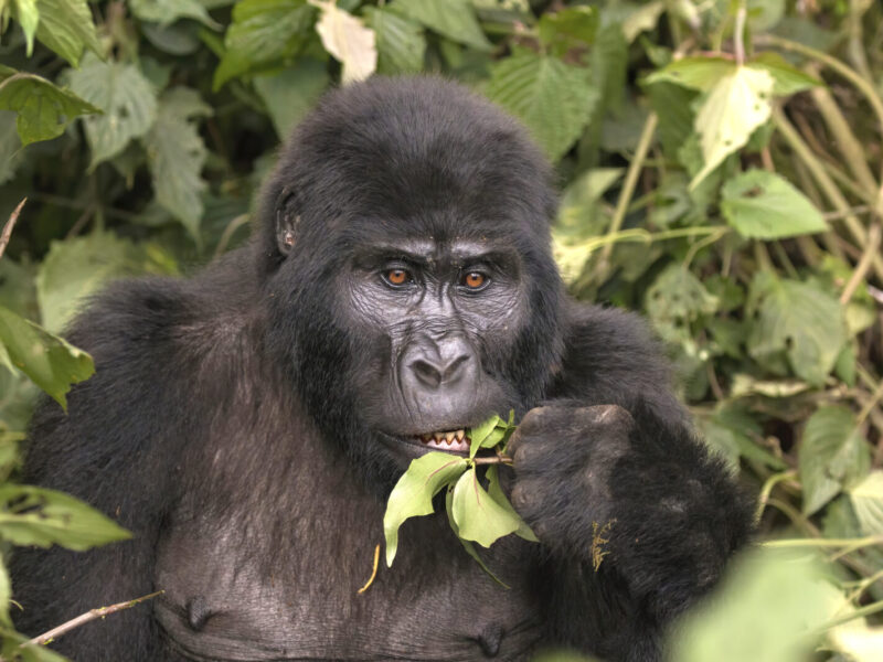 Uganda and Rwanda Combined Gorilla Trekking Safari
