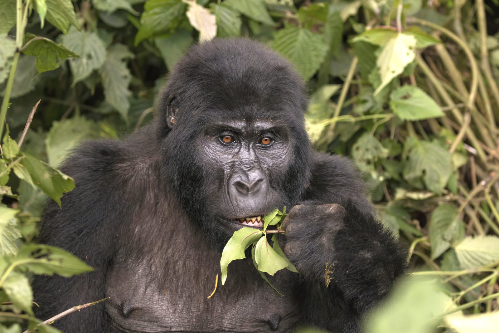 What Transport Options Are Available to Reach Rwanda's Gorilla Trekking Region?