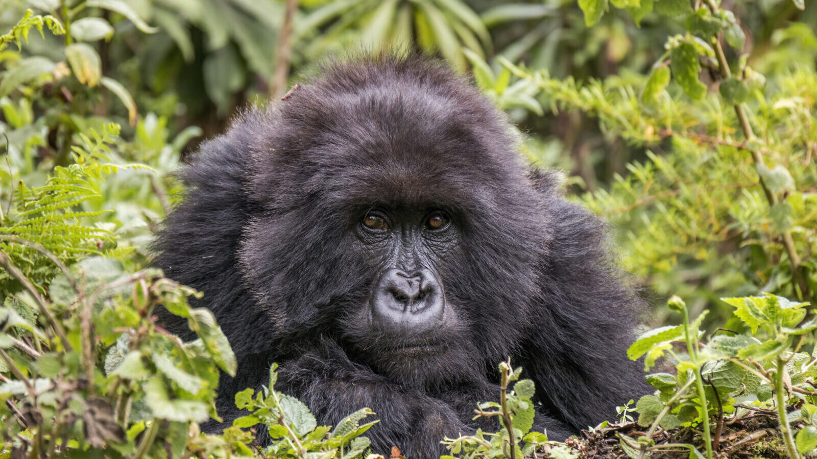 6-Day Classic Primate Sampler: Uganda and Rwanda