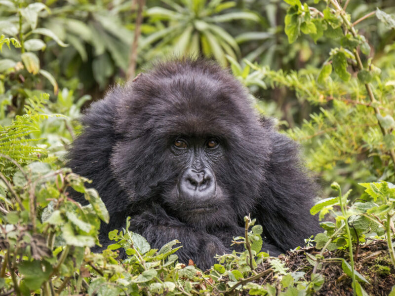 6-Day Classic Primate Sampler: Uganda and Rwanda