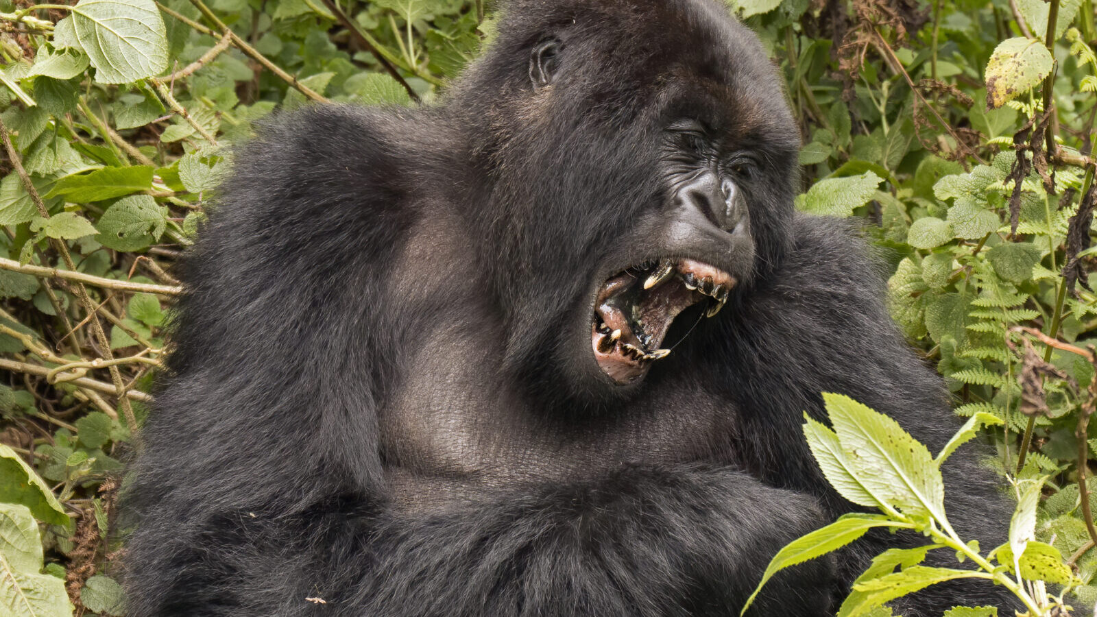 East Africa Primate Trail: Uganda, Rwanda and DR Congo