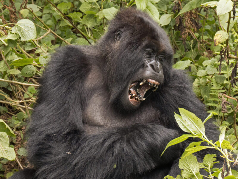 East Africa Primate Trail: Uganda, Rwanda and DR Congo