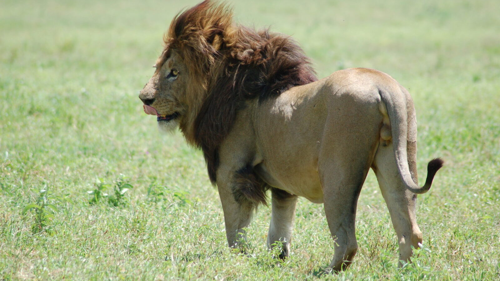 14-Day East Africa Grand Safari: Uganda, Rwanda, Kenya and Tanzania