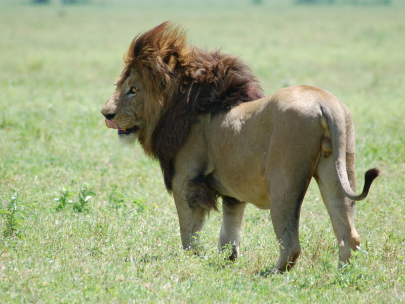 14-Day East Africa Grand Safari: Uganda, Rwanda, Kenya and Tanzania