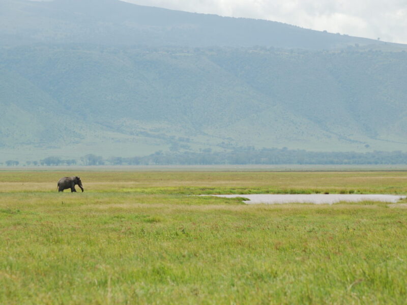 8-Day Tanzania Explorer: Tarangire, Serengeti and Ngorongoro