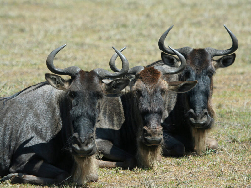 Year-Round Great Migration Tracker Safari