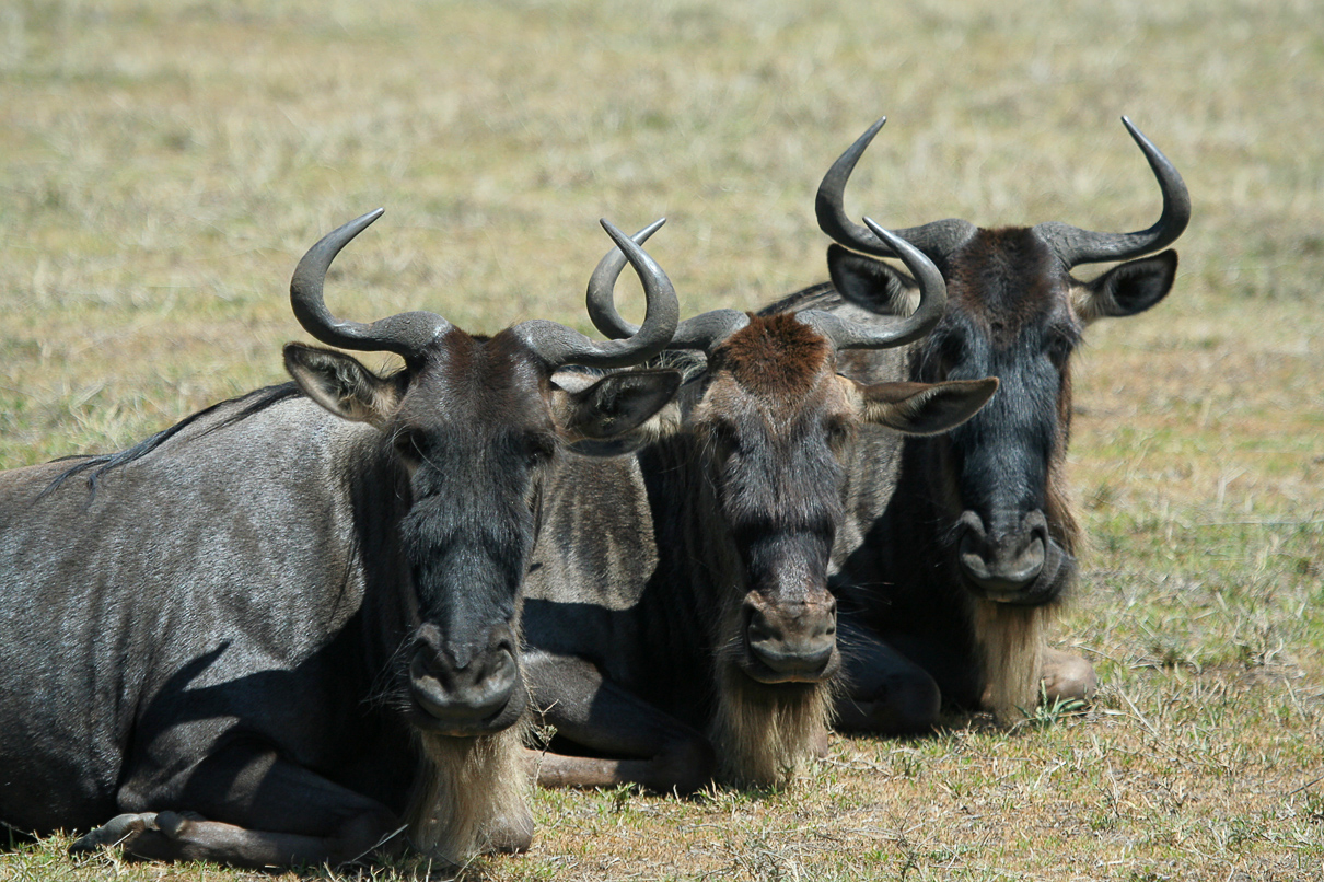 Year-Round Great Migration Tracker Safari