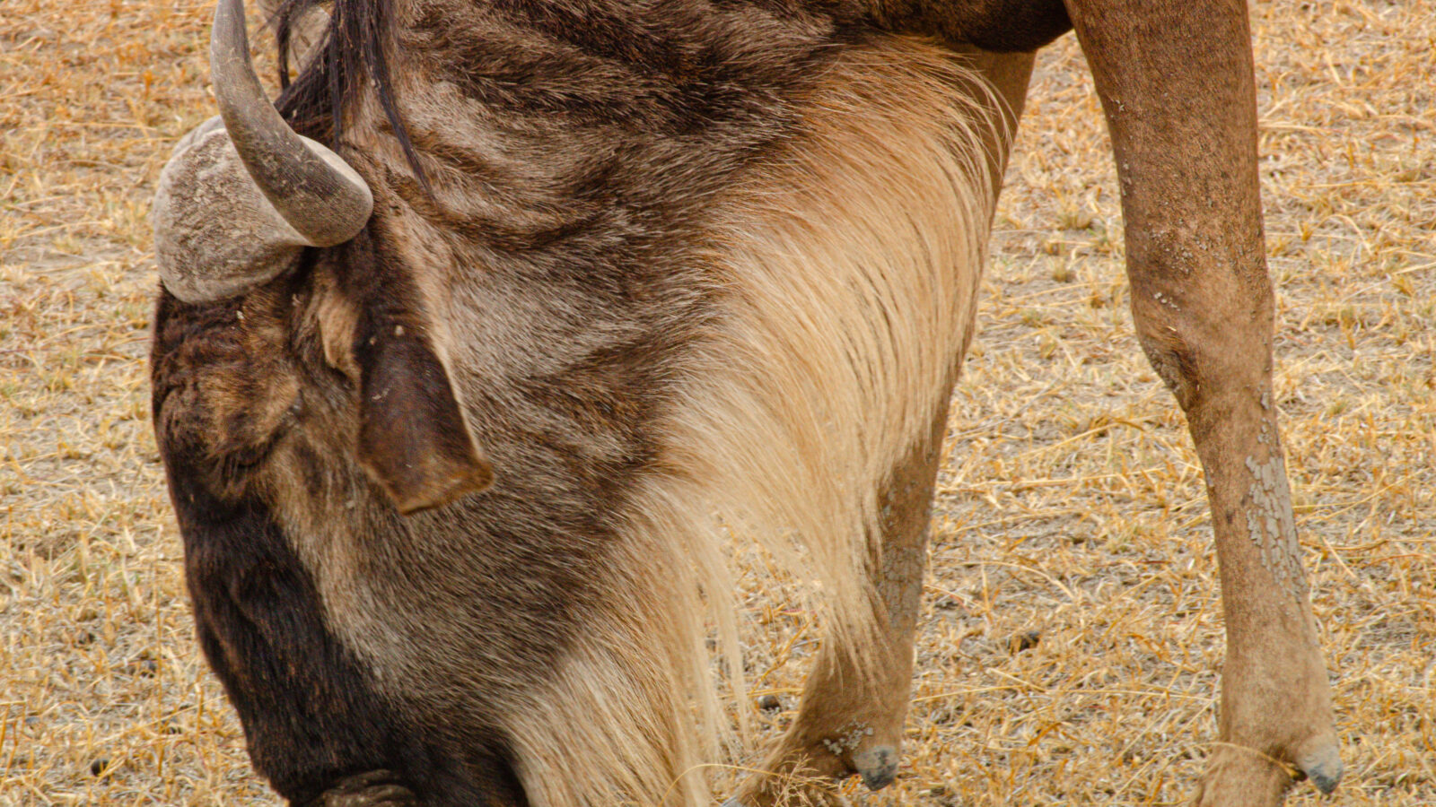 10-Day East Africa Wonders Package