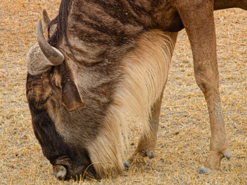 10-Day East Africa Wonders Package