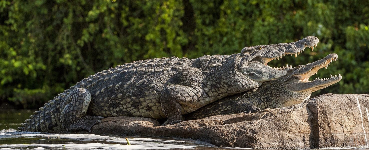 Boat Safari on Lake Mburo: Hippos, Crocodiles & Water Birds