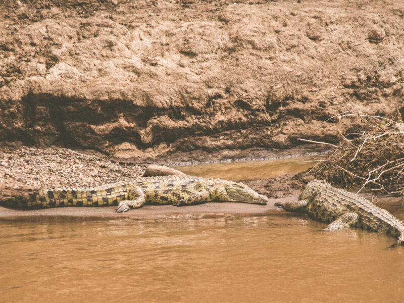 6-Day Walking Safari, South Luangwa Style Trails in East Africa