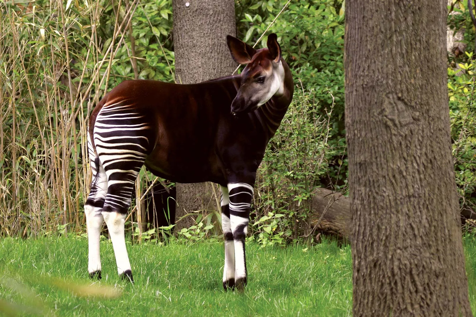 Okapi Wildlife Reserve: Tracking Africa’s Most Mysterious Animal