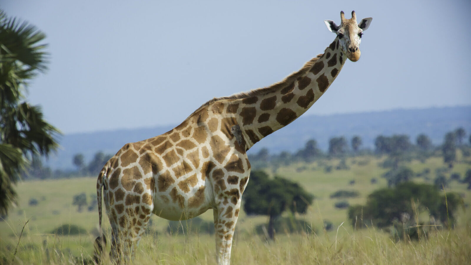 10-Day Kenya and Uganda Combined Wildlife and Primate Safari