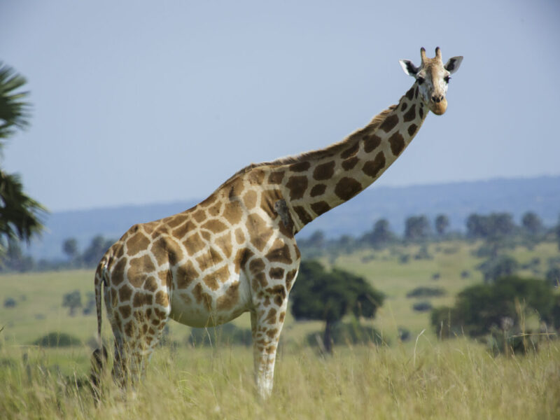 10-Day Kenya and Uganda Combined Wildlife and Primate Safari