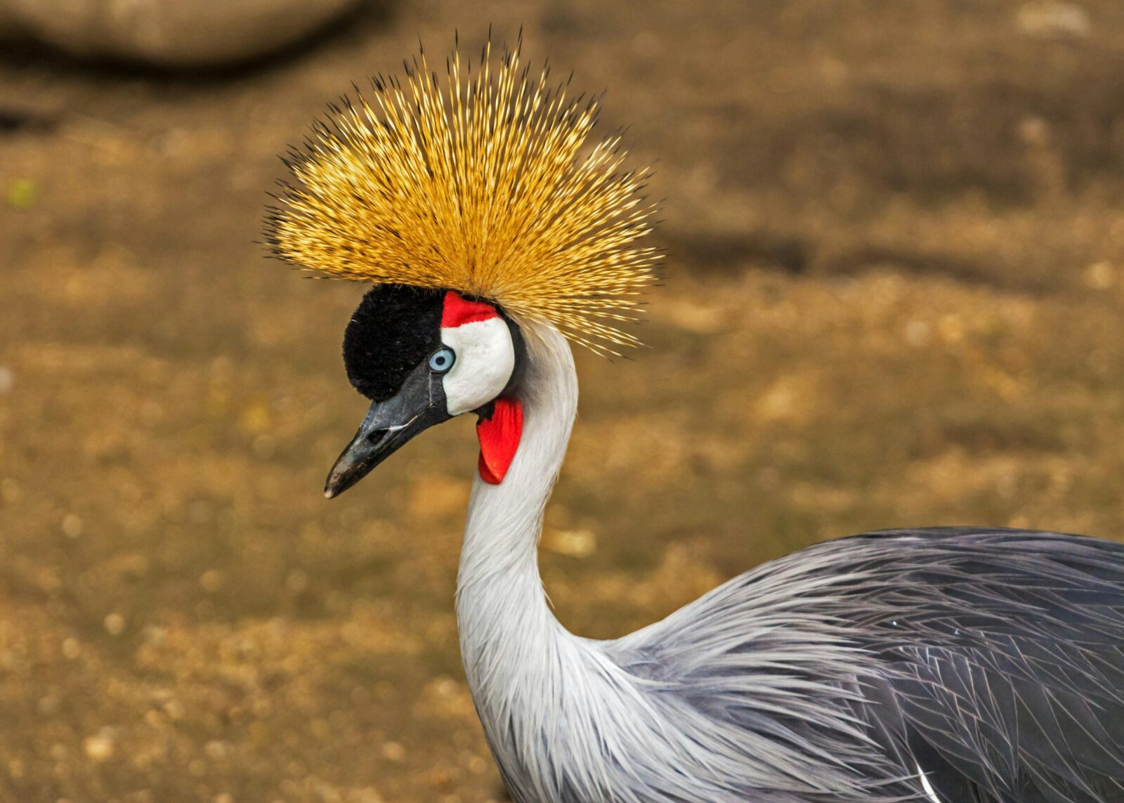 Birding in Kidepo Valley: Over 475 Species in a Remote Landscape