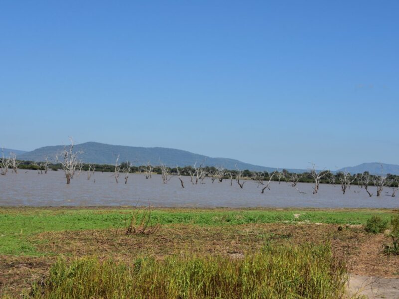 8-Day Selous and Ruaha Fly-In Safari, Tanzania