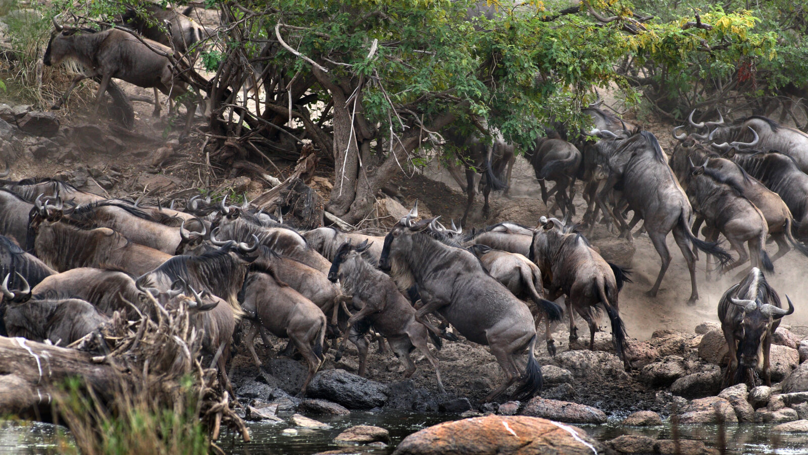 7-Day Tanzania Northern Circuit Safari: Serengeti, Ngorongoro and Tarangire