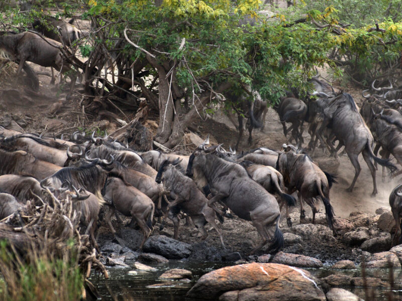7-Day Tanzania Northern Circuit Safari: Serengeti, Ngorongoro and Tarangire