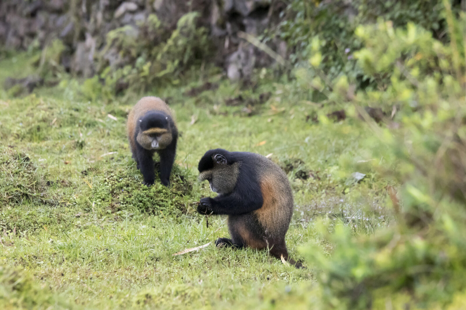Should I Add a Golden Monkey Trek to My Virunga National Park