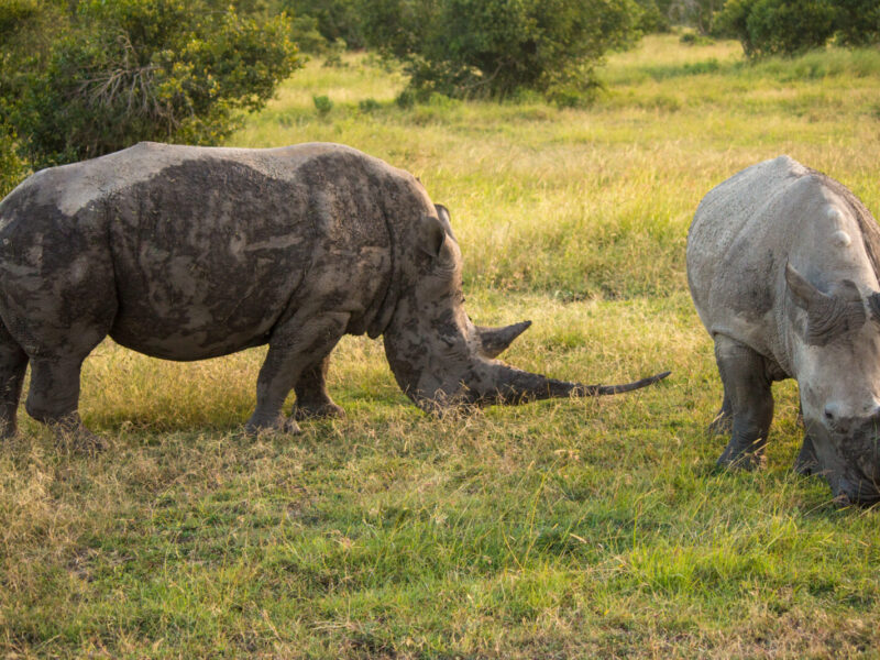 7-Day Samburu and Laikipia Conservancy Safari, Kenya