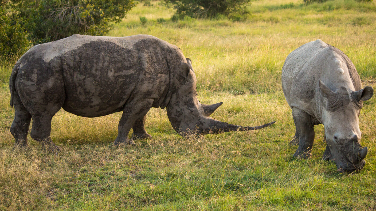 6-Day Ol Pejeta Conservancy and Lake Nakuru Safari