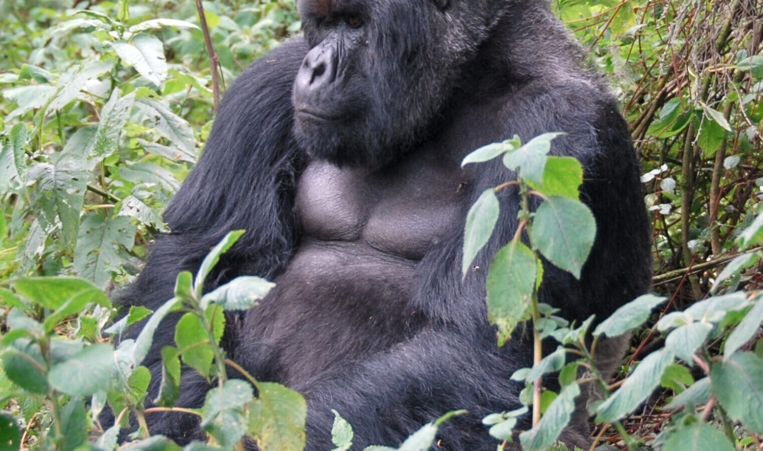 Cross-Border Gorilla and Chimpanzee Safari: Uganda to Rwanda