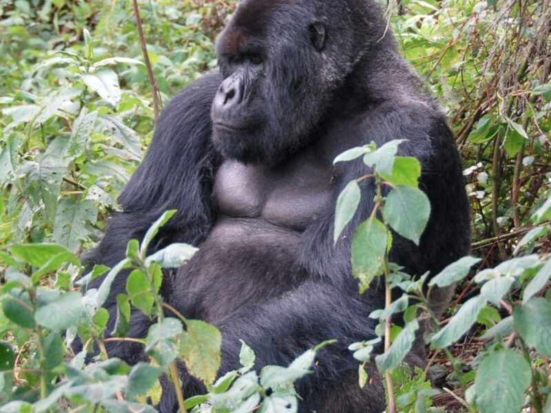 Cross-Border Gorilla and Chimpanzee Safari: Uganda to Rwanda