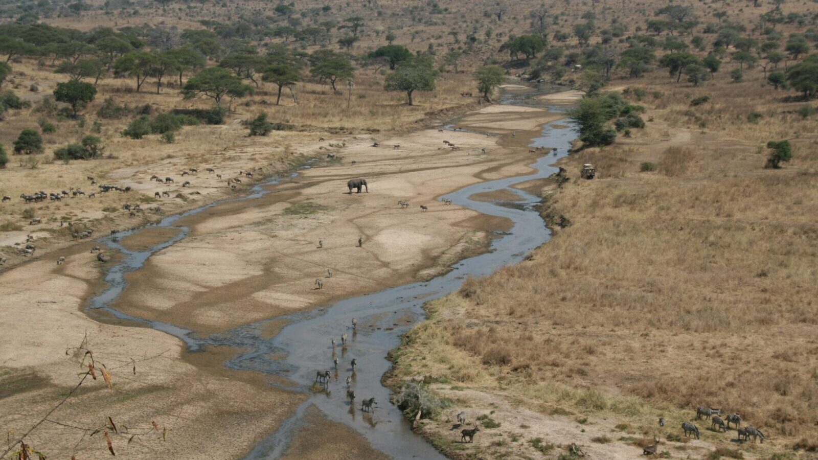 Tarangire Elephant Migration Safari