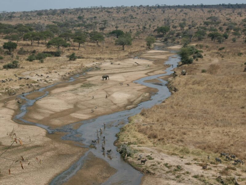 Tarangire Elephant Migration Safari