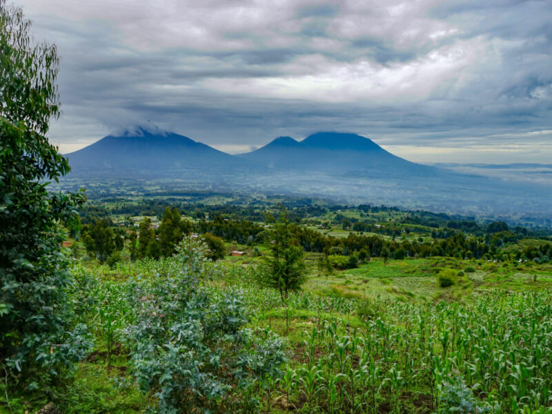 8-Day Rwanda Safari: Volcanoes, Nyungwe Forest and Akagera