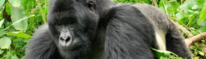 The Silverback and Savannah Safari: 9 Days