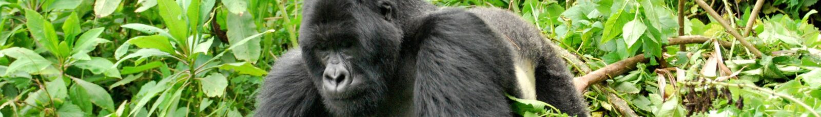 The Silverback and Savannah Safari: 9 Days