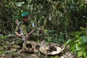What Is Being Done to Prevent Poaching in Congo through conservation efforts