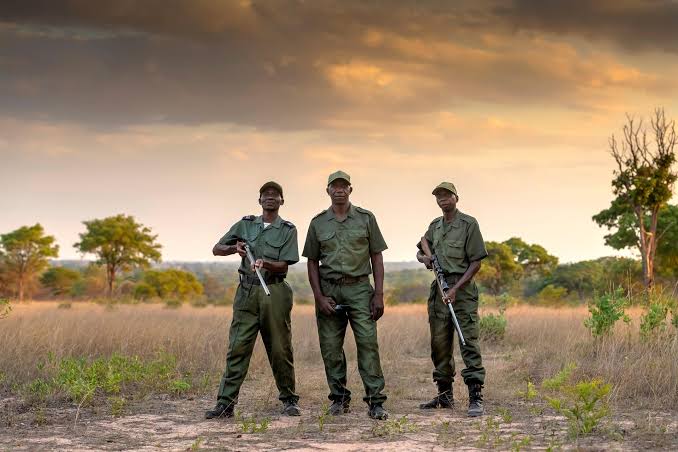 What Is Being Done to Prevent Poaching in Rwanda?