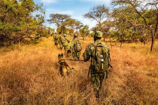 What Is Being Done to Prevent Poaching in Rwanda through wildlife protection efforts
