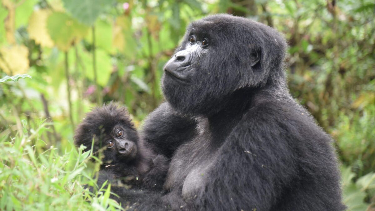 What Transport Options Are Available to Reach Uganda's Gorilla Parks?