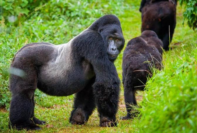 Bwindi View Bandas, Rushaga