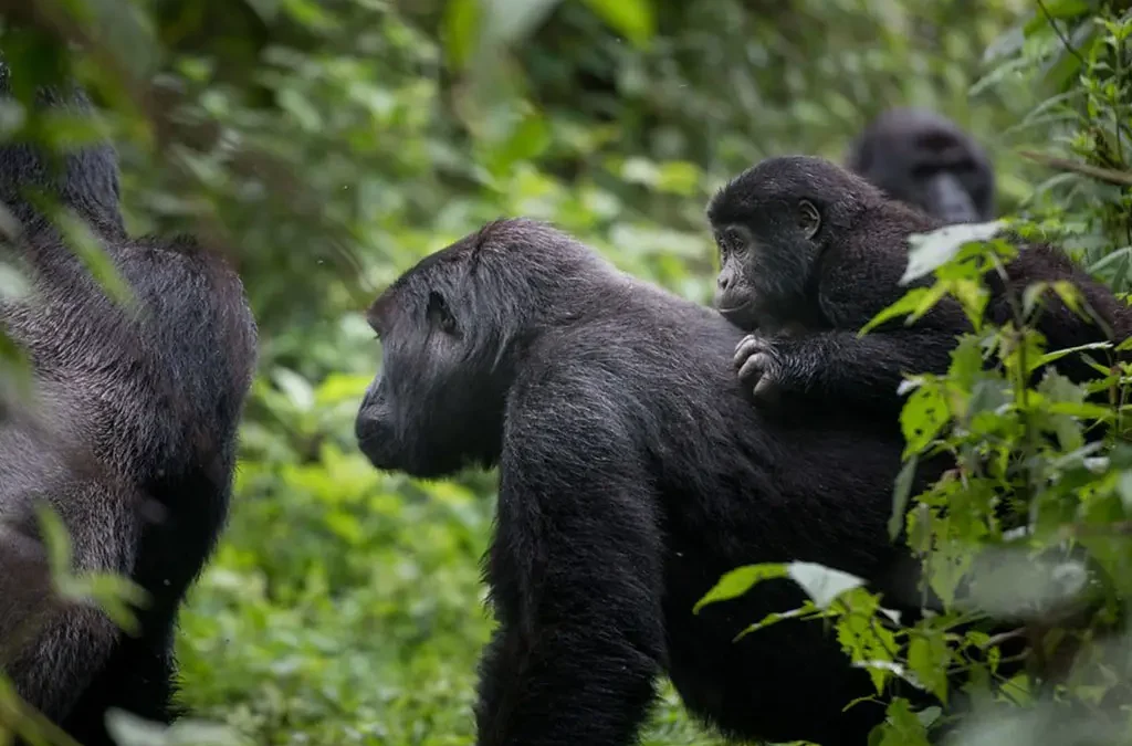 Which Bwindi Sector Is Better: Buhoma vs. Ruhija vs. Rushaga vs. Nkuringo?