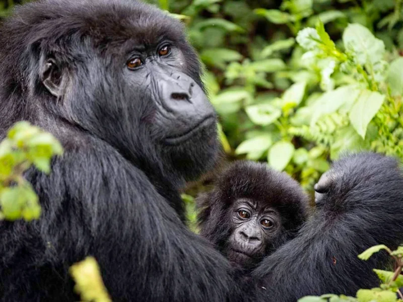 Which Country Has More Gorilla Families Available for Trekking?